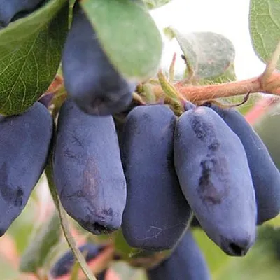 Жимолость съедобная ЛАКОМКА в Королеве