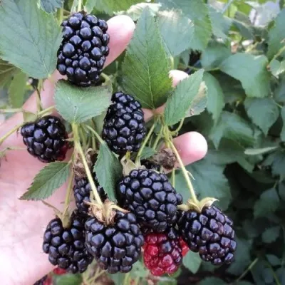 Ежевика ОУАЧИТА бесшипная — описание сорта Ежевика ОУАЧИТА бесшипная в Королеве