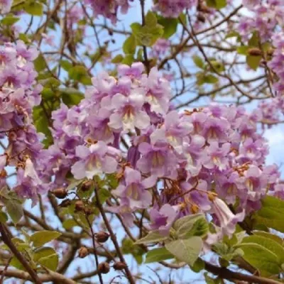 Павлония ПАО ТОГН Z07 в Королеве