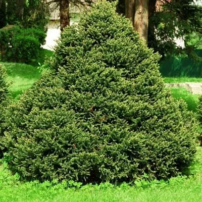 Ель ОЛЕНДОРФИ обыкновенная  Ель ОЛЕНДОРФИ обыкновенная в Королеве