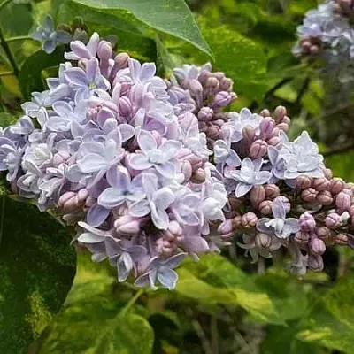 Сирень АУКУБАФОЛИЯ  Сирень АУКУБАФОЛИЯ в Королеве