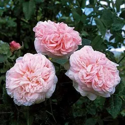 Саженцы роз КЛЭР РОУЗ английская  Саженцы роз КЛЭР РОУЗ английская в Королеве