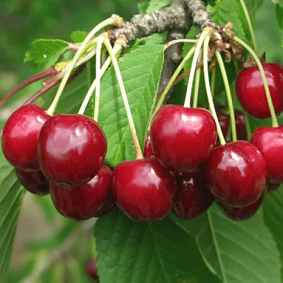 Черешня ГРОНКОВАЯ  Черешня ГРОНКОВАЯ в Королеве