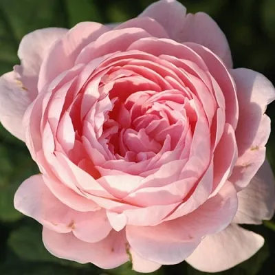 Саженцы роз КУИН ОФ СУИДЕН английская  Саженцы роз КУИН ОФ СУИДЕН английская в Королеве