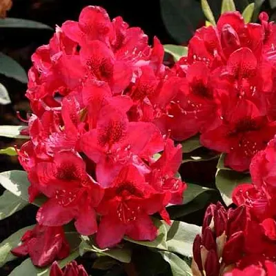 Рододендрон МАТАДОР  Рододендрон МАТАДОР в Королеве