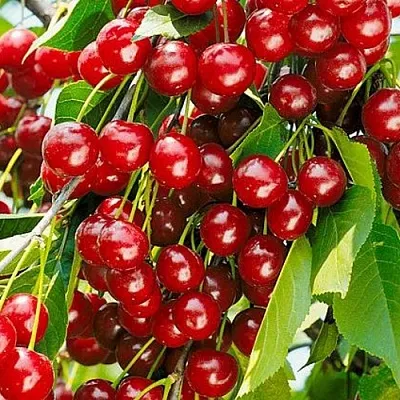 Вишня БРУСНИЦЫНА степная  Вишня БРУСНИЦЫНА степная в Королеве