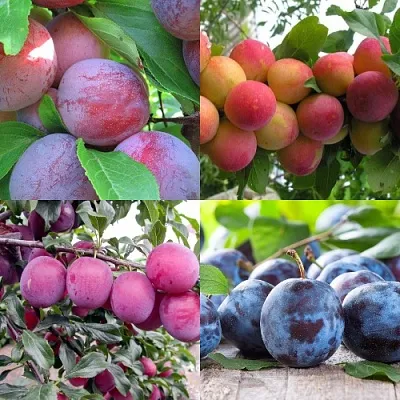 Комплект СЛИВОВЫЙ САД в Королеве