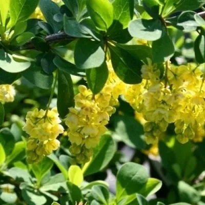 Барбарис ИНДИАН САММЕР   Барбарис ИНДИАН САММЕР  в Королеве