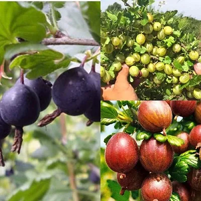 Комплект КРЫЖОВНИК MIX в Королеве