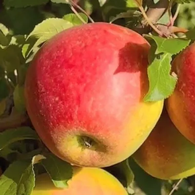 Яблоня САКАВИТА в Королеве