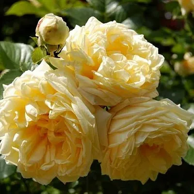 Саженцы роз НАДЯ МЕЙДИЛАНД почвопокровная в Королеве