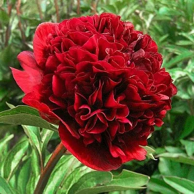 Пион РЕД ГРЕЙС травянистый  Пион РЕД ГРЕЙС травянистый в Королеве