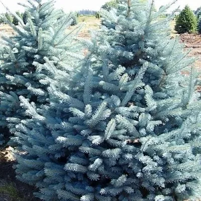 Ель ГЛАУКА колючая  Ель ГЛАУКА колючая в Королеве
