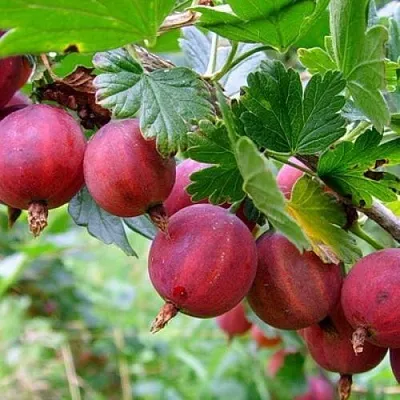 Крыжовник КРАСНОСЛАВЯНСКИЙ  Крыжовник КРАСНОСЛАВЯНСКИЙ в Королеве