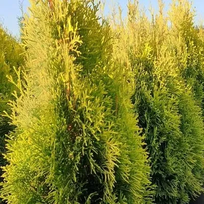 Туя ГОЛДЕН СМАРАГД западная в Королеве