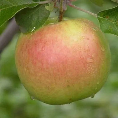 Яблоня БРЯНСКОЕ ЗОЛОТИСТОЕ  Яблоня БРЯНСКОЕ ЗОЛОТИСТОЕ в Королеве