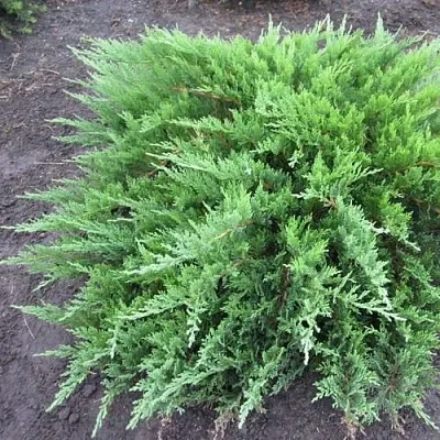 Можжевельник ТАМАРИСЦИФОЛИЯ казацкий  Можжевельник ТАМАРИСЦИФОЛИЯ казацкий в Королеве