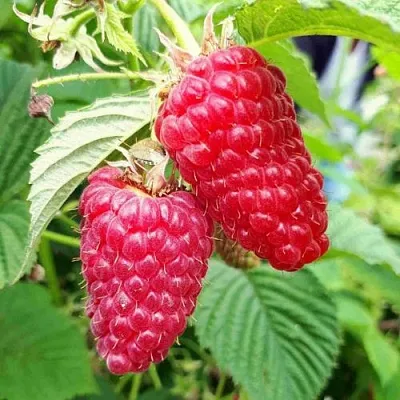 Малина ПШЕХИБА  Малина ПШЕХИБА в Королеве