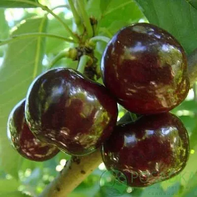 Черешня СВИТХАРТ  Черешня СВИТХАРТ в Королеве