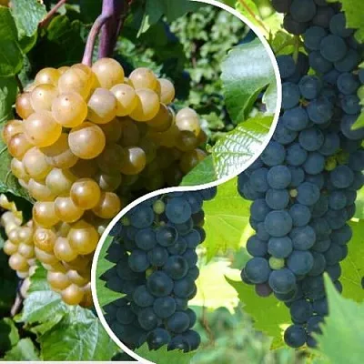 Комплект ИНЬ-ЯНЬ в Королеве