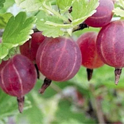 Крыжовник РАВОЛТ  Крыжовник РАВОЛТ в Королеве