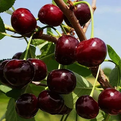 Вишня РОВЕСНИЦА  Вишня РОВЕСНИЦА в Королеве