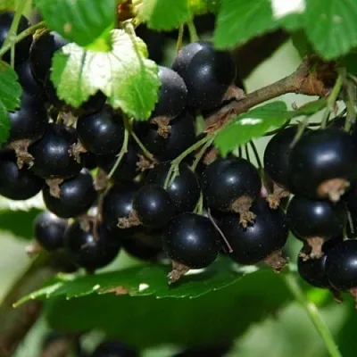 Смородина черная ГЛОБУС  Смородина черная ГЛОБУС в Королеве