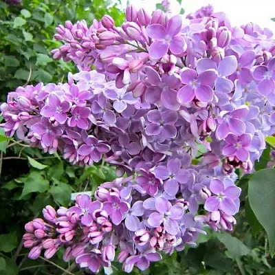 Сирень ОЛЯ  Сирень ОЛЯ в Королеве