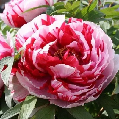 Пион РЕД ВИЗ ПИНК древовидный в Королеве