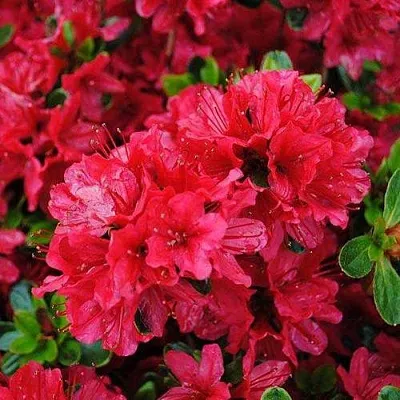 Азалия ХИНО КРИМСОН японская  Азалия ХИНО КРИМСОН японская в Королеве