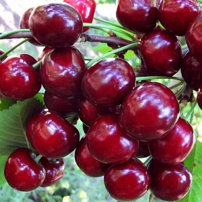 Вишня ЖУКОВСКАЯ  Вишня ЖУКОВСКАЯ в Королеве