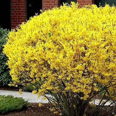 Форзиция ЛИНВУД  Форзиция ЛИНВУД в Королеве