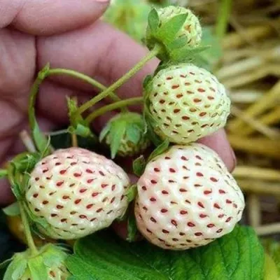 Клубника АНАНАСА ремонтантная в Королеве