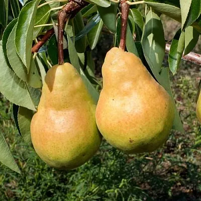 Саженцы груши Дюшес летний Саженцы груши Дюшес летний