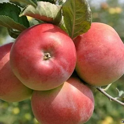 Яблоня ВЭМ-РОЗОВЫЙ  Яблоня ВЭМ-РОЗОВЫЙ в Королеве