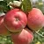 Яблоня ВЭМ-РОЗОВЫЙ в Королеве