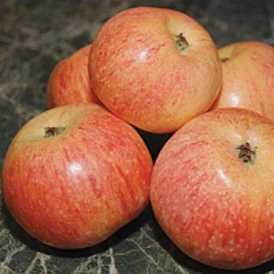 Яблоня КОНФЕТНОЕ  Яблоня КОНФЕТНОЕ в Королеве