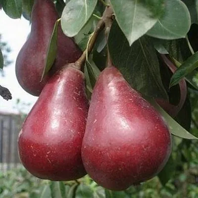 Груша СТАРКРИМСОН  Груша СТАРКРИМСОН в Королеве