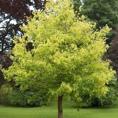 Клен ясенелистный  Клен ясенелистный в Королеве