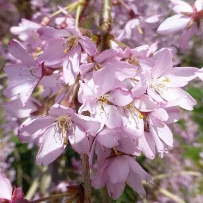 Сакура ПЕНДУЛА РУБРА  Сакура ПЕНДУЛА РУБРА в Королеве