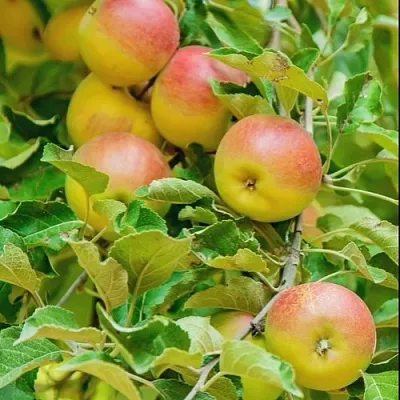 Яблоня ПАМЯТЬ БЛЫНСКОГО колонновидная  Яблоня ПАМЯТЬ БЛЫНСКОГО колонновидная в Королеве