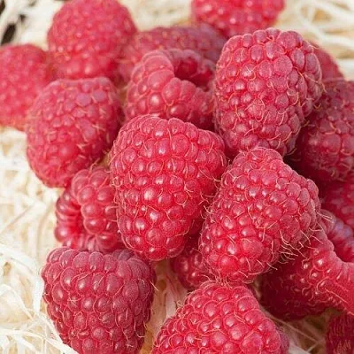 Малина МАРАСТАР  Малина МАРАСТАР в Королеве