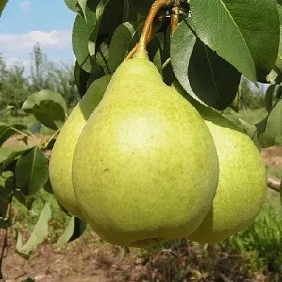 Груша МЕДОВАЯ колонновидная  Груша Медовая Колонновидная в Королеве