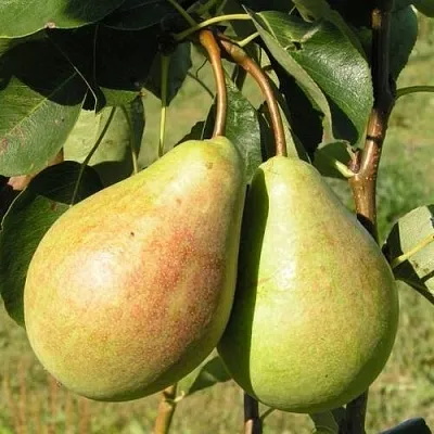 Груша ДУХМЯНАЯ  Груша ДУХМЯНАЯ в Королеве