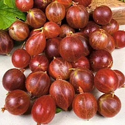 Крыжовник ОЛАВИ (ХИННОНМАЕН ПУНАЙНЕН)  Крыжовник ОЛАВИ (ХИННОНМАЕН ПУНАЙНЕН) в Королеве