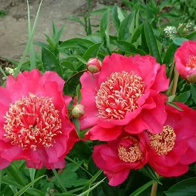 Пион БАРРИНГТОН БЕЛЬ травянистый  Пион БАРРИНГТОН БЕЛЬ травянистый в Королеве