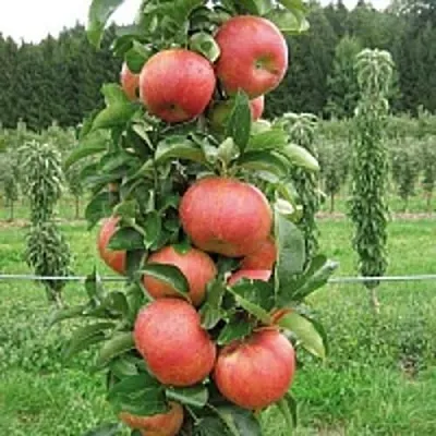 Яблоня ЯНТАРНОЕ ОЖЕРЕЛЬЕ колонновидная  Яблоня ЯНТАРНОЕ ОЖЕРЕЛЬЕ колонновидная в Королеве
