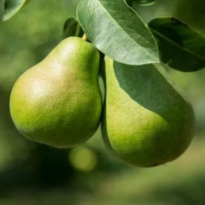 Груша Г-1 колонновидная  Груша Г-1 колонновидная в Королеве