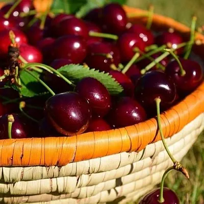 Вишня НЕСВИЖСКАЯ  Вишня НЕСВИЖСКАЯ в Королеве