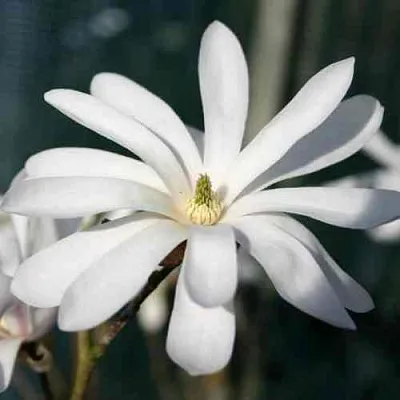 Магнолия РОЯЛ СТАР в Королеве